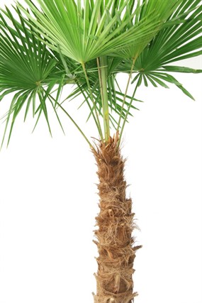 绿色棕榈树图片